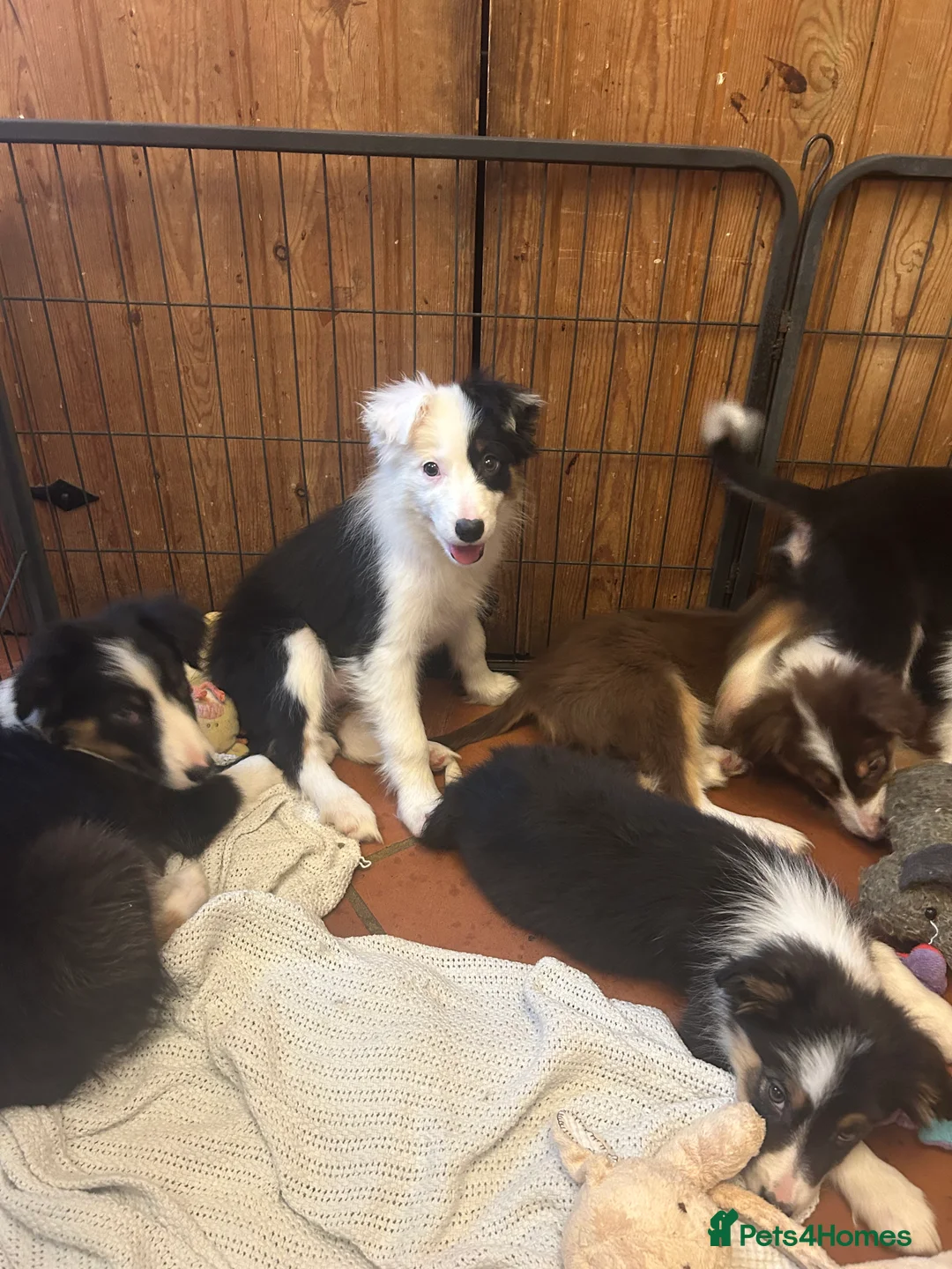 Border Collie dogs for sale: Border collie  in Belper - Advert 2
