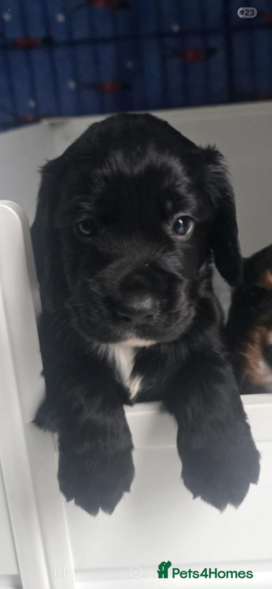 Cocker Spaniel dogs Pedigree Working cocker spaniel puppies for sale - Advert 2