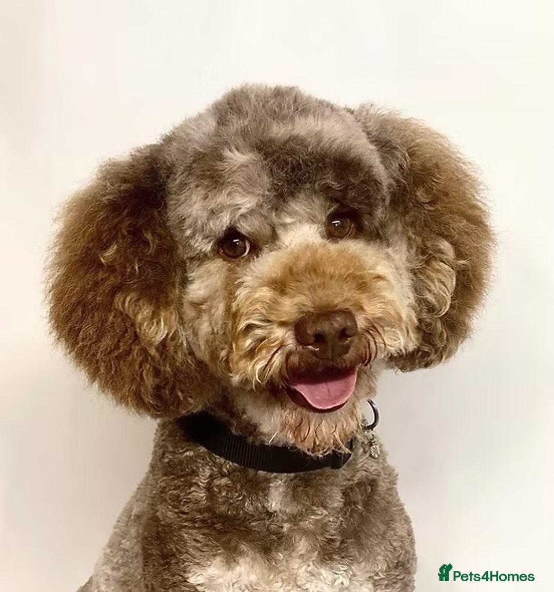 Mini Goldendoodle dogs for sale: Beautiful F1 Miniature Goldendoodle Puppies  - Advert 8