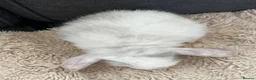 Mini Lop rabbits for sale: 🐰 Beautiful Bunny’s 🐰  - Advert 7