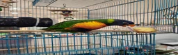 Lorikeets birds for sale: Talking Lorikeet – Looking for a Loving Home - Advert 3