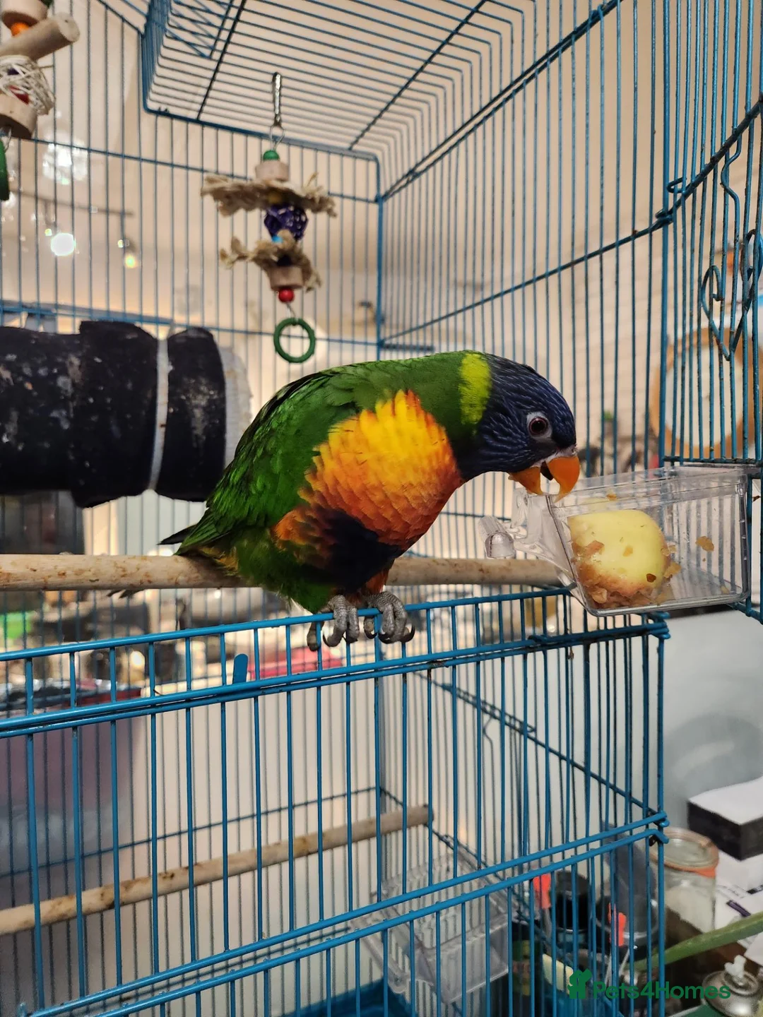 Lorikeets birds for sale: Talking Lorikeet – Looking for a Loving Home - Advert 3