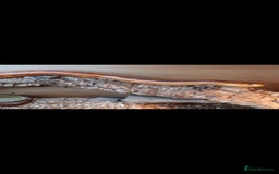 Rat Snake reptiles for sale: Everglades Rat Snake - Image 1