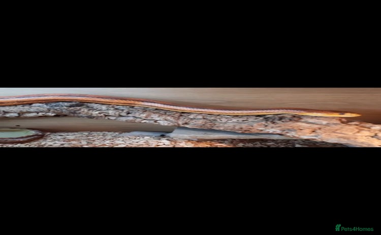 Rat Snake reptiles - Advert 16