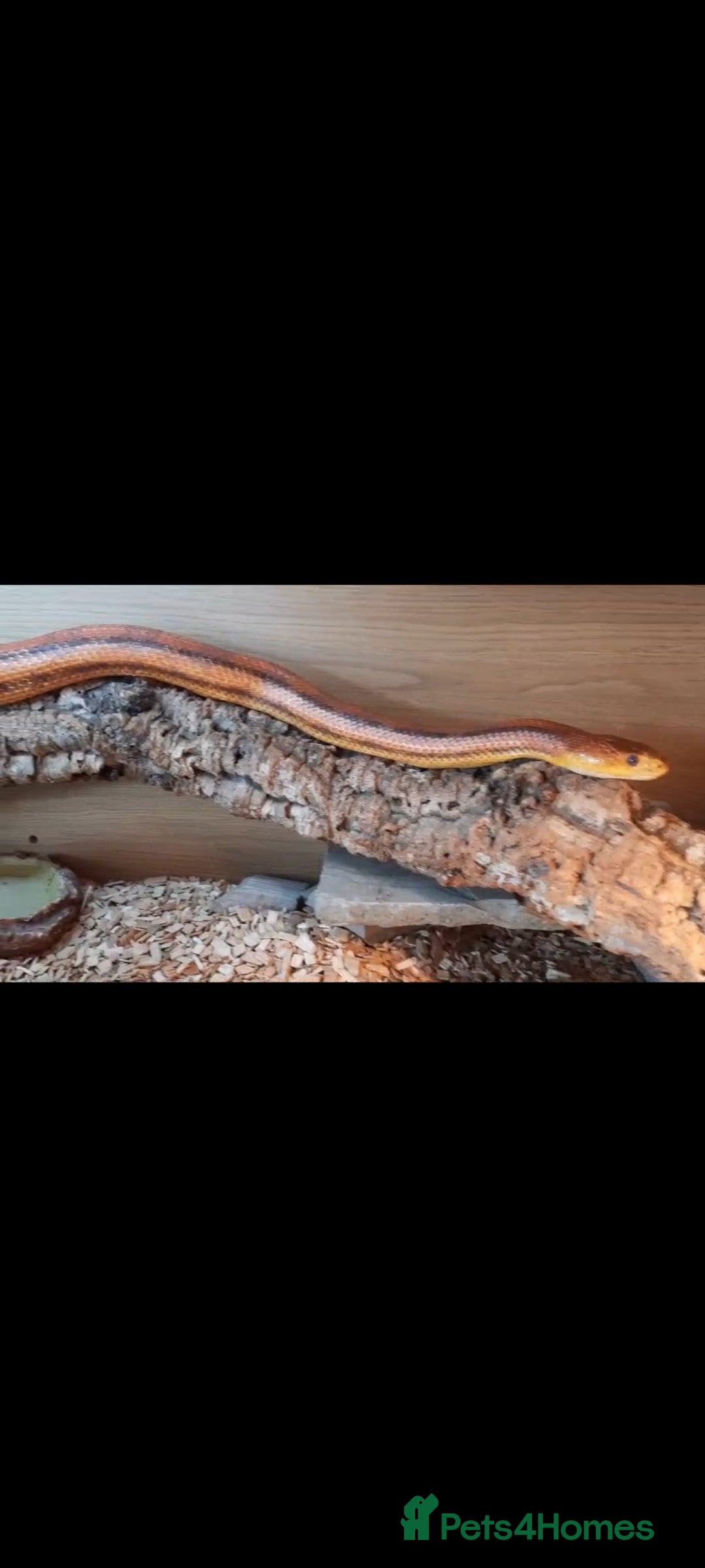 Rat Snake reptiles for sale: Everglades Rat Snake - Image 1