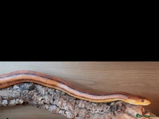 Rat Snake reptiles - Advert 1