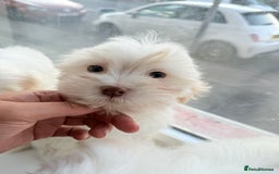 Maltese dogs for sale: Maltese puppy’s  - Image 3