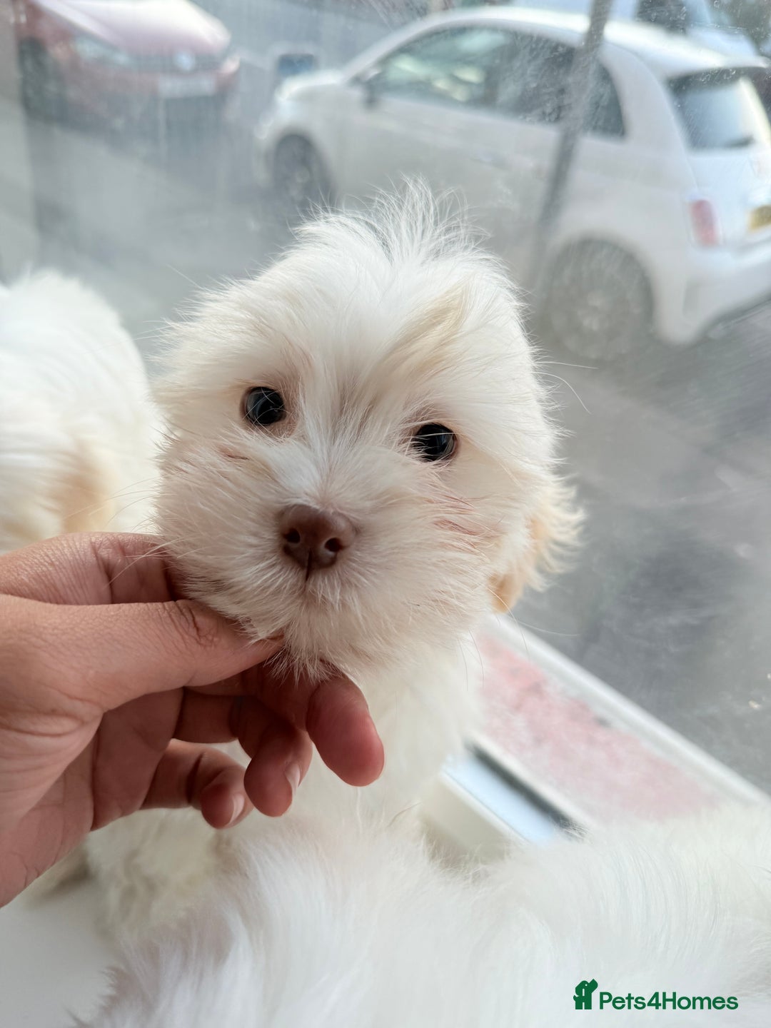 Maltese dogs for sale: Maltese puppy’s  - Image 3