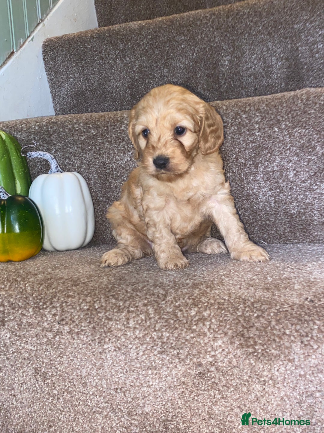 Cockapoo dogs for sale: F1 cockerpoos  - Image 3