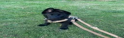 German Shepherd dogs for sale: Beautiful German shepherd (tovi) in Hull - Advert 4