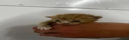 Persian cats for sale: Perfect Persian X Kittens - Advert 26