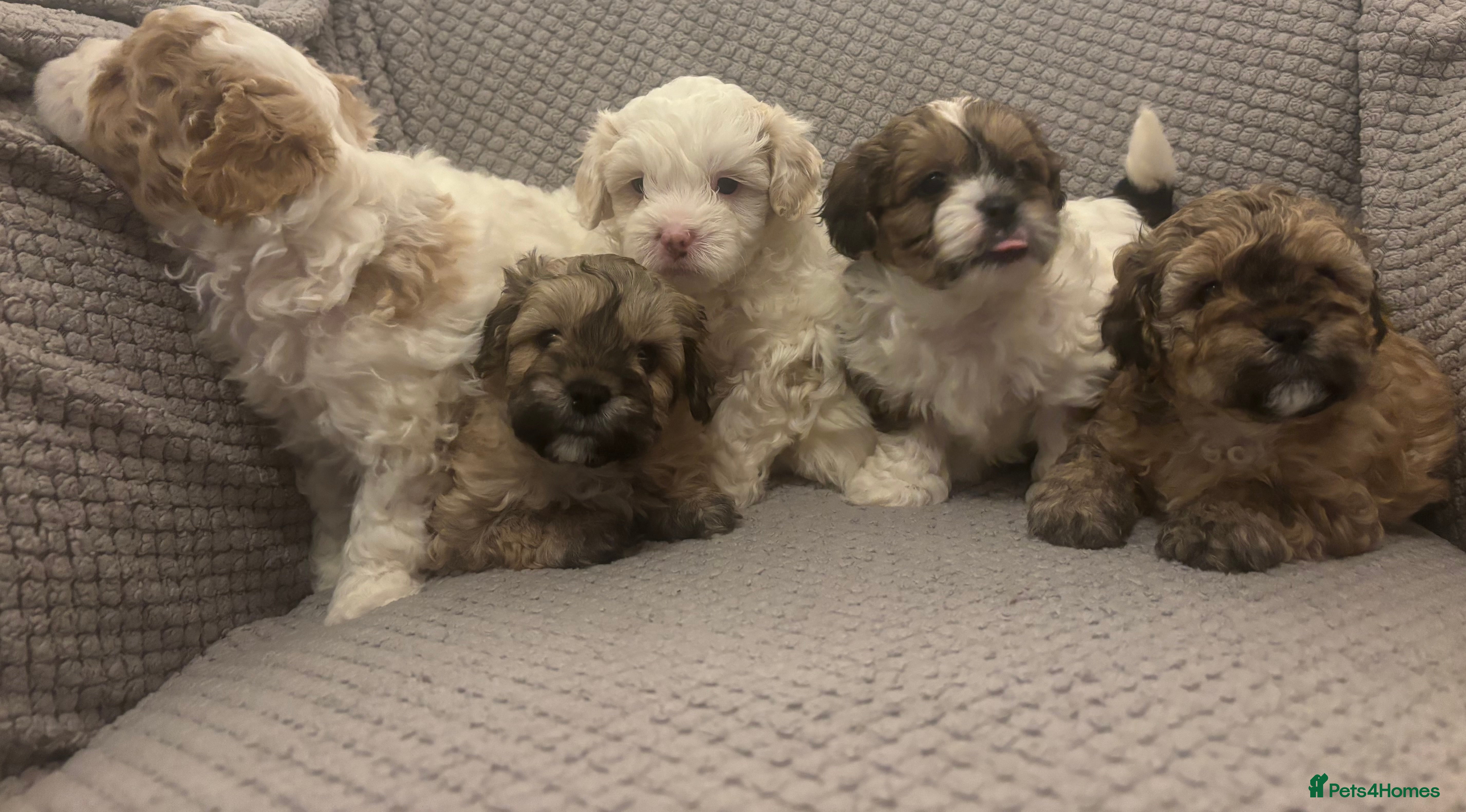 Maltipoo dogs MALTIPOO PUPPIES - Advert 1