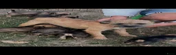 Border Terrier dogs for sale: KC registered Border Terrier Puppies in Dover - Advert 9