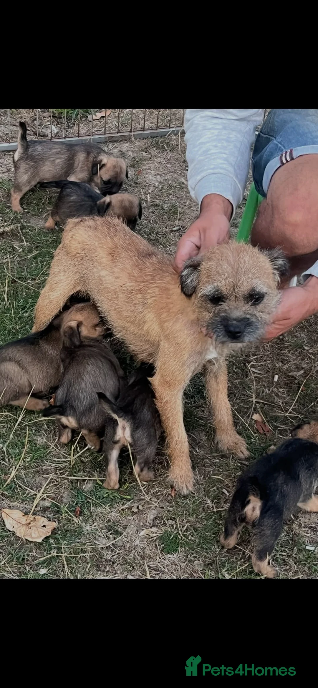 Border Terrier dogs for sale: KC registered Border Terrier Puppies in Dover - Advert 9