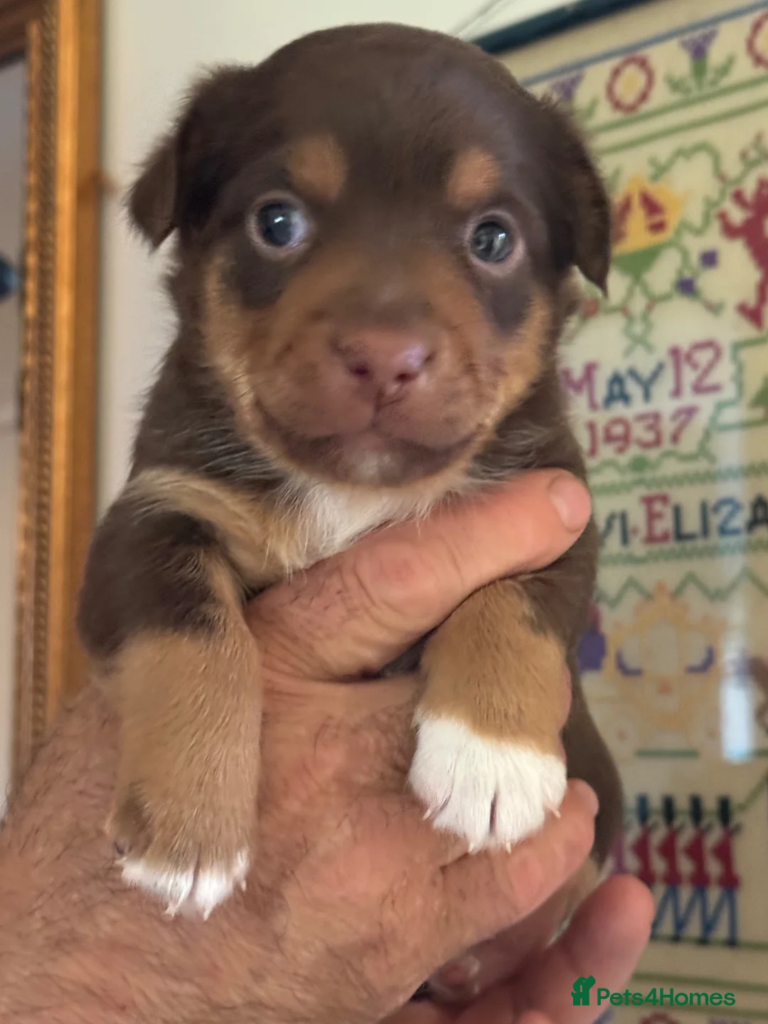 Mixed Breed dogs for sale: Adorable Jack Russell X Terrier puppies - Advert 15