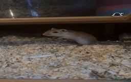 Gerbil rodents for sale: 2 Female Gerbils - Image 2