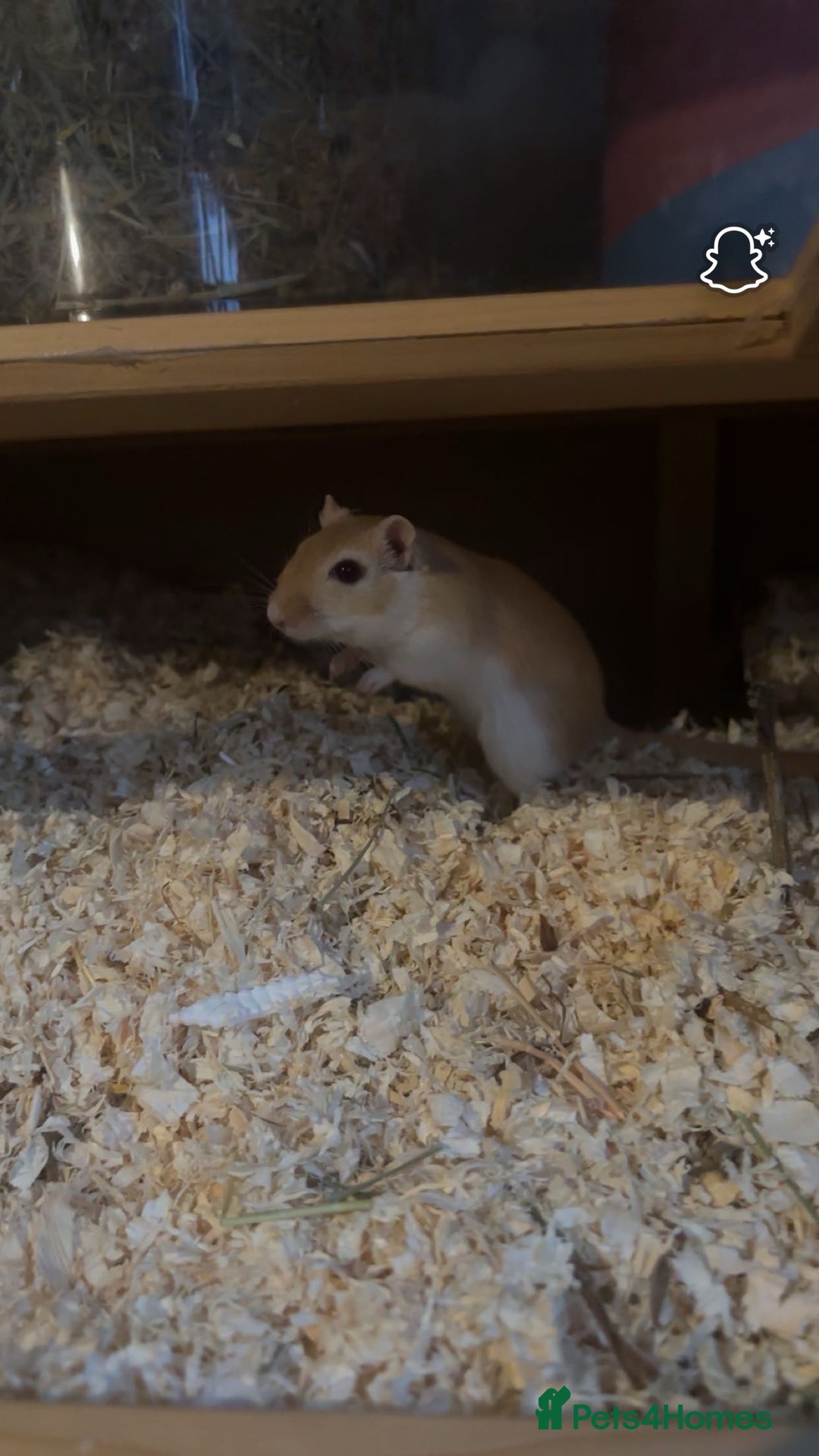 Gerbil rodents for sale: 2 Female Gerbils - Image 2
