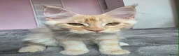 Maine Coon cats for sale: 🌟Ready now🏡 XL GCCF Registered Maine Coon kitten - Advert 11