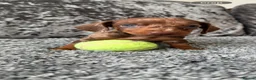 Miniature Dachshund dogs for sale: Miniature Dachshund - Advert 2