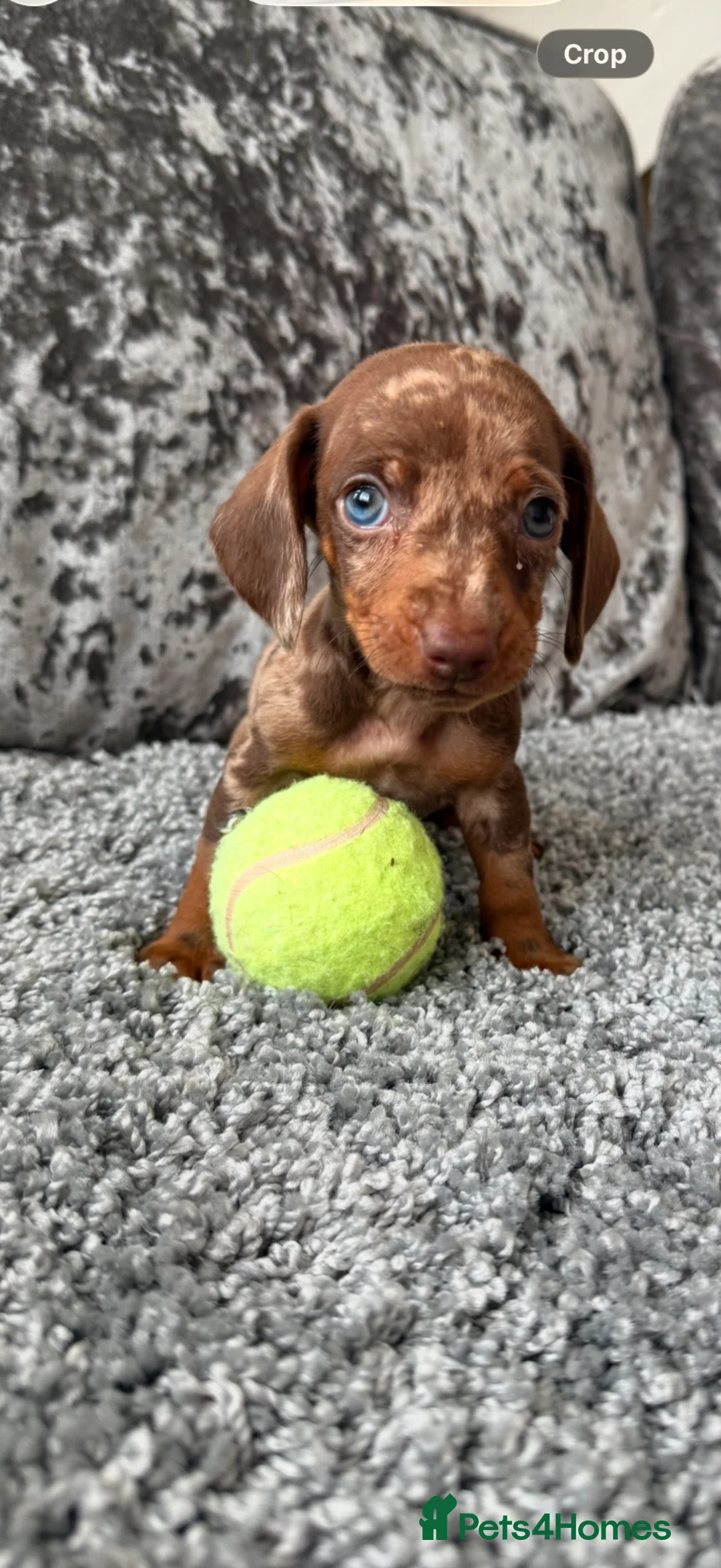 Miniature Dachshund dogs for sale: Miniature Dachshund - Advert 2