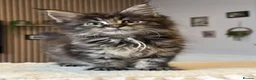 Maine Coon cats for sale: Maine coon kittens - Advert 29