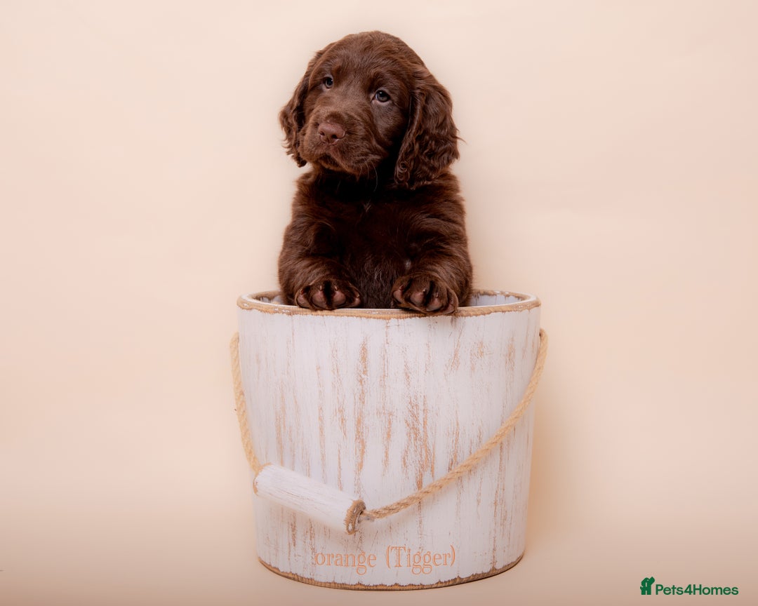 Cockerdor dogs for sale: Cockador Puppies - Image 5