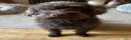 Mixed Breed dogs for sale: Spratterpoo Pups - Advert 1