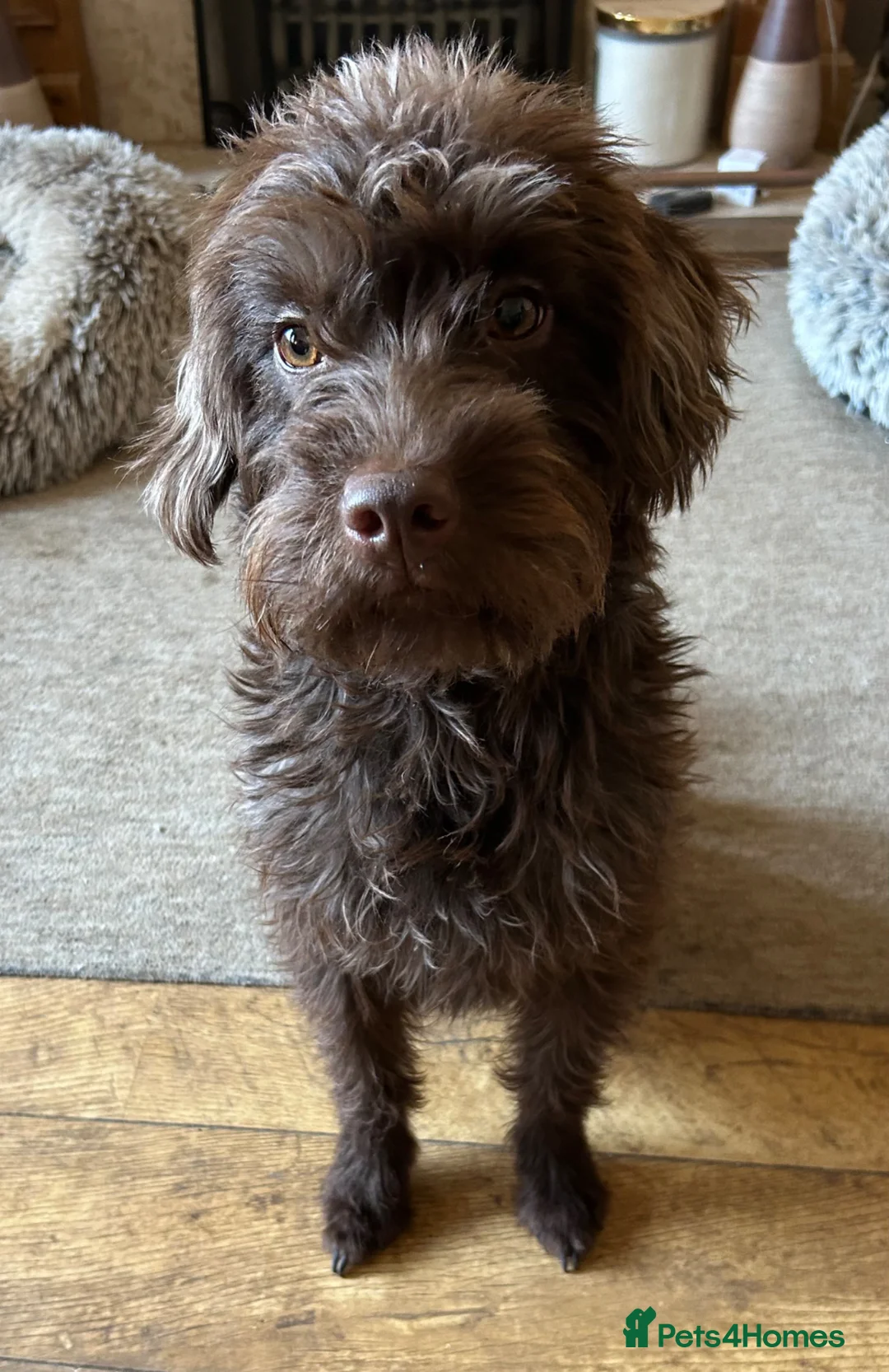 Mixed Breed dogs for sale: Spratterpoo Pups - Advert 1