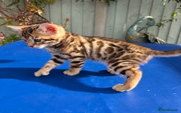 Keetso cats for sale: Stunning golden keetsos  - Image 3