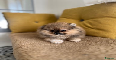 Pomeranian dogs - Advert 16