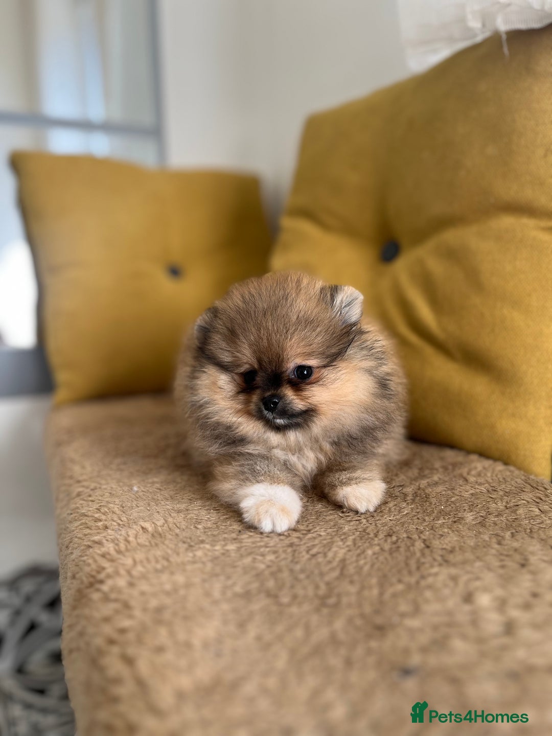 Pomeranian dogs for sale: Very Small Golden🧸Teddy Face Girl - Image 2