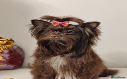 Yorkshire Terrier dogs for sale: Outstanding RARE Yorkshire terrier Chocolate - Image 21