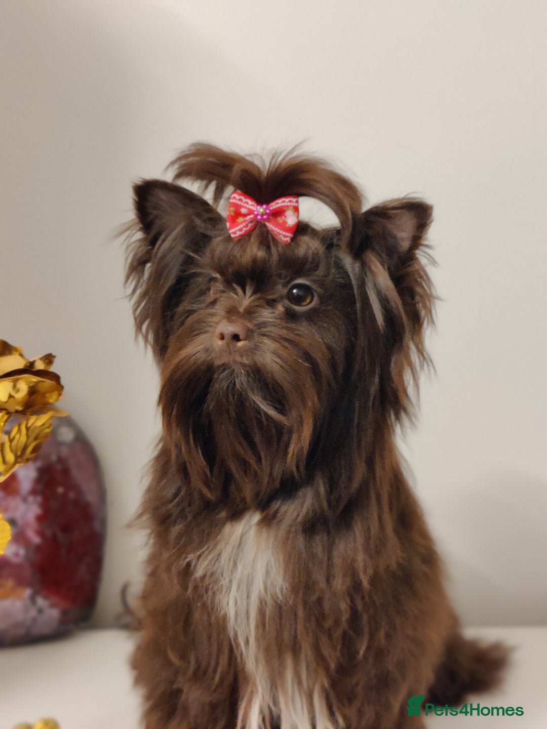 Yorkshire Terrier dogs for sale: Outstanding RARE Yorkshire terrier Chocolate - Image 21