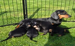 Miniature Dachshund dogs for sale: Gorgeous Kc reg Miniature smooth Dachshunds - Image 4