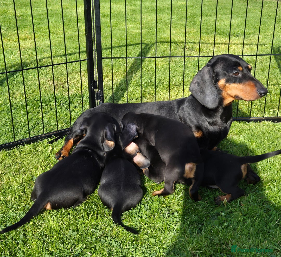 Miniature Dachshund dogs for sale: Gorgeous Kc reg Miniature smooth Dachshunds - Image 4