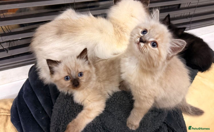 Mixed Breed cats - Advert 1