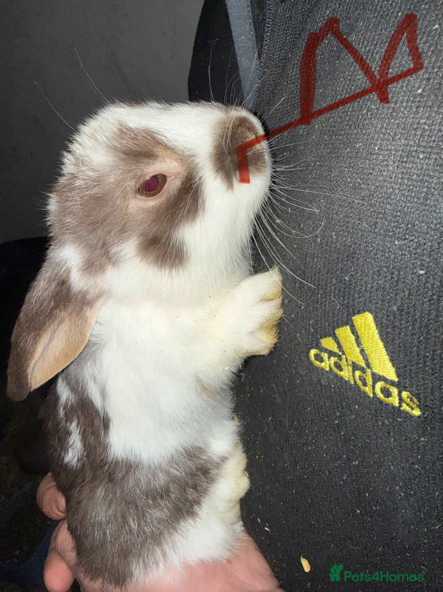 Mixed Breed rabbits Lop x cross rabbits 13 available  - Advert 12