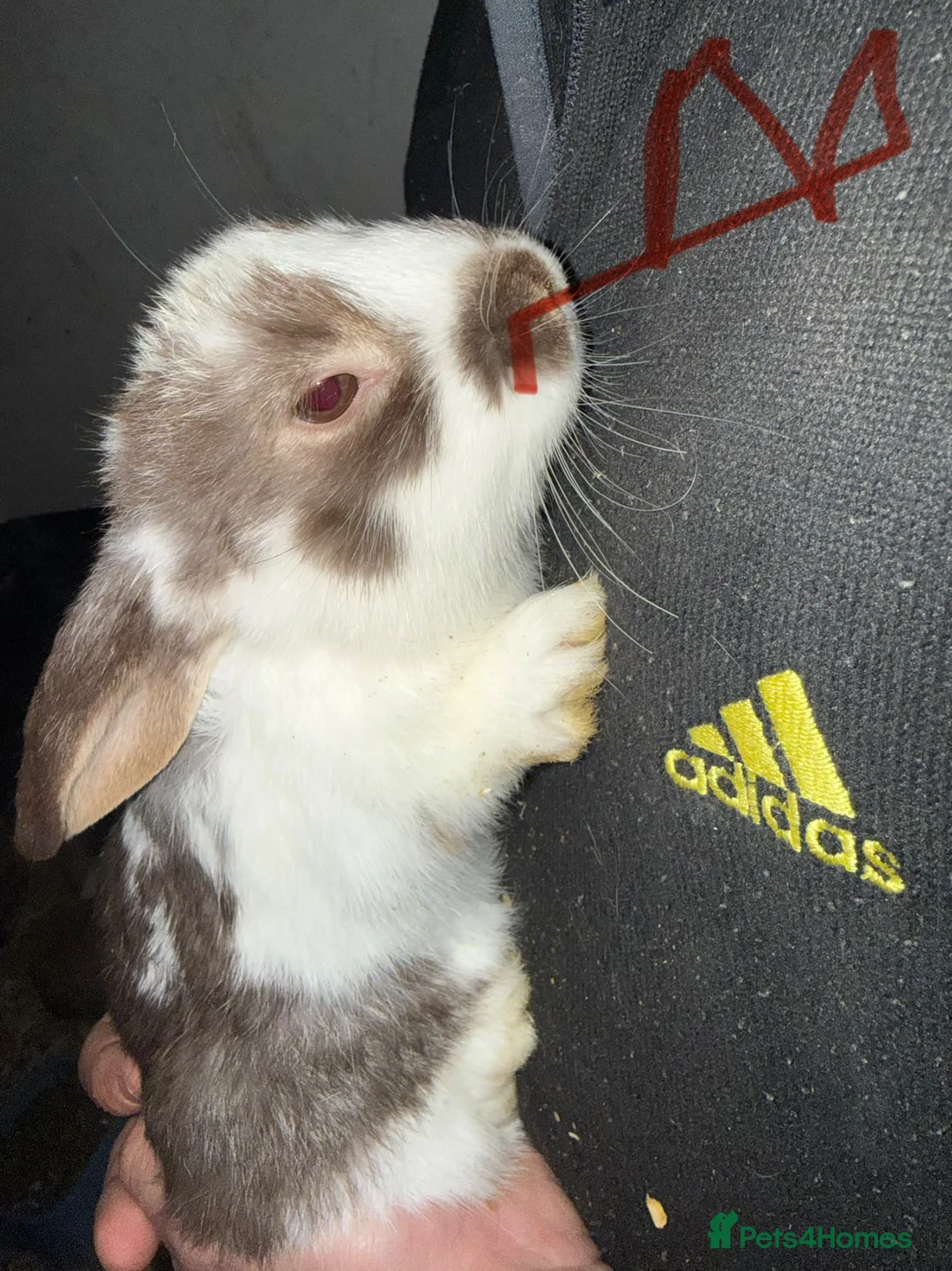 Mixed Breed rabbits for sale: Lop x cross rabbits 13 available  - Advert 1