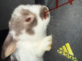 Mixed Breed rabbits Lop x cross rabbits 13 available - Advert 13