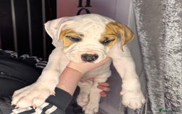 American Bulldog dogs for sale: American Bulldog Puppies – Ready Now! - Image 2