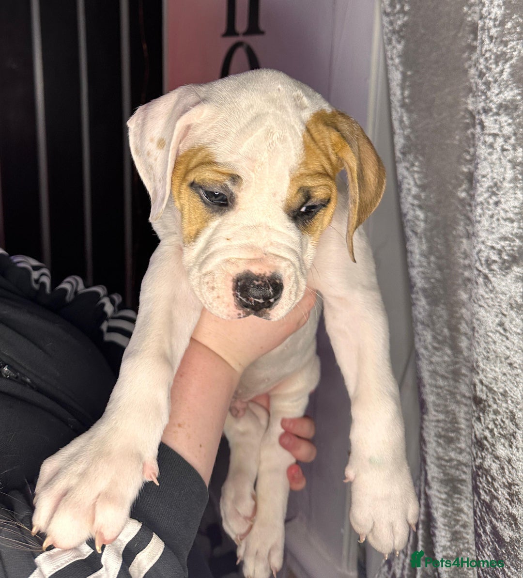 American Bulldog dogs for sale: American Bulldog Puppies – Ready Now! - Image 2