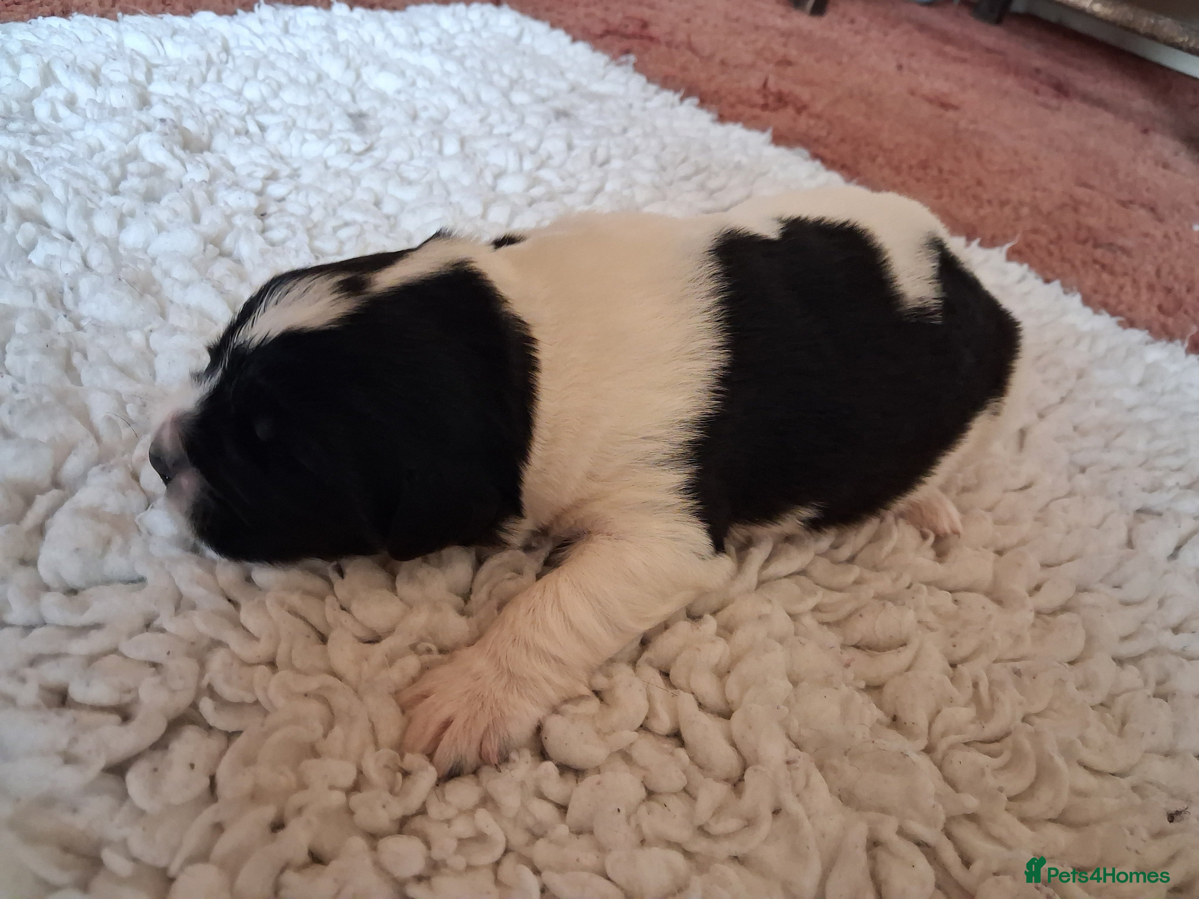Newfoundland dogs Landseer Newfoundland Puppies - Advert 2