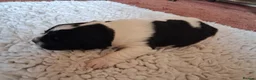 Newfoundland dogs for sale: Landseer Newfoundland Puppies - Advert 3