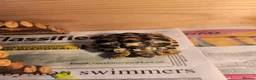 Hermann Tortoise reptiles for sale: 1 year old hermann tortoise - Advert 2
