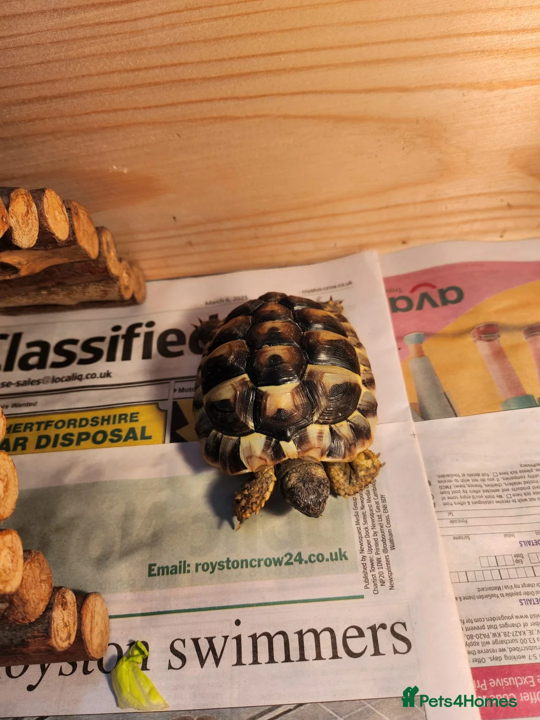Hermann Tortoise reptiles for sale: 1 year old hermann tortoise - Advert 2