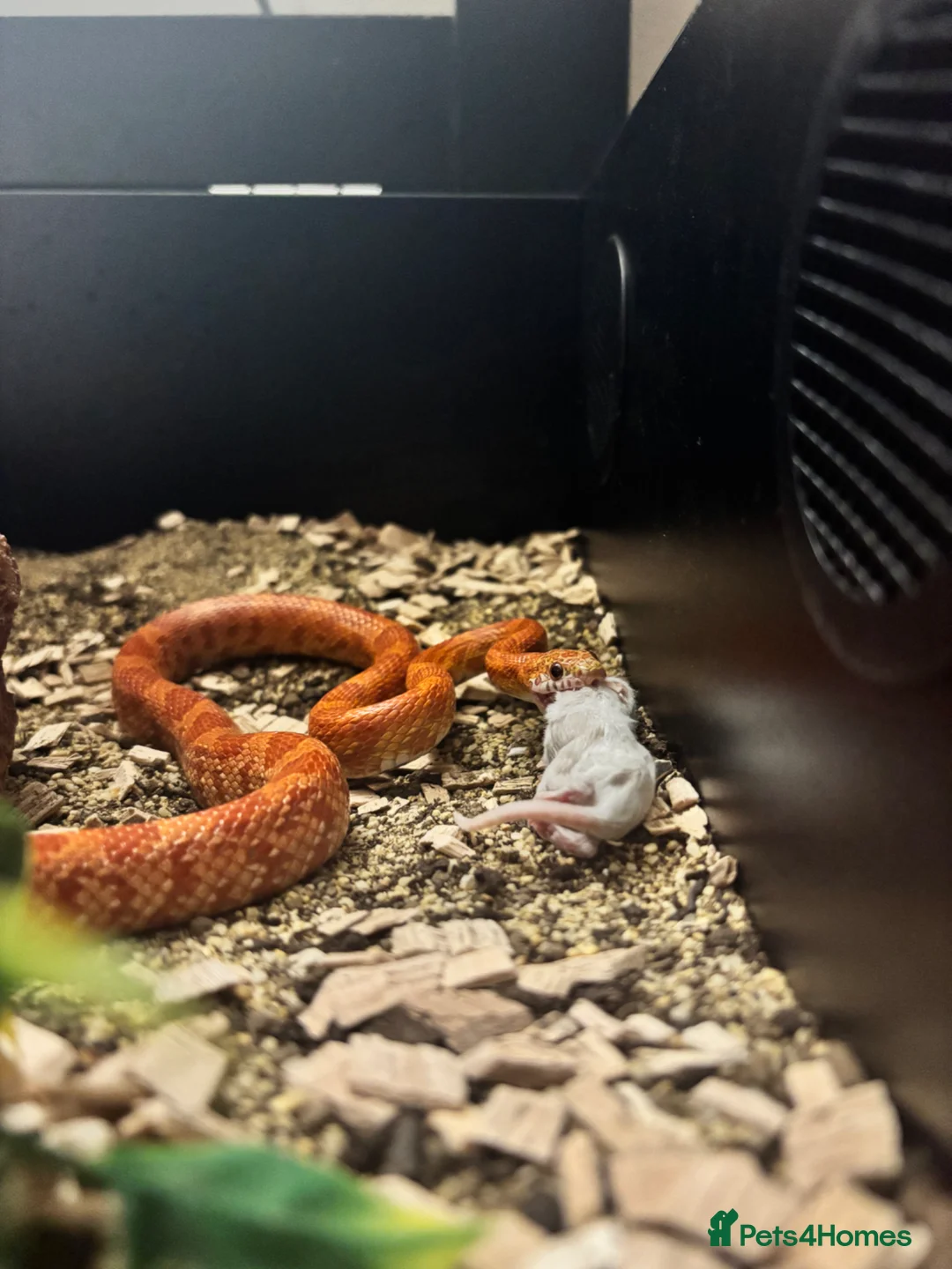 Corn Snake reptiles for sale: Corn snake  in Mansfield - Advert 1