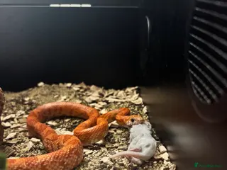 Corn Snake reptiles Corn snake - Advert 1
