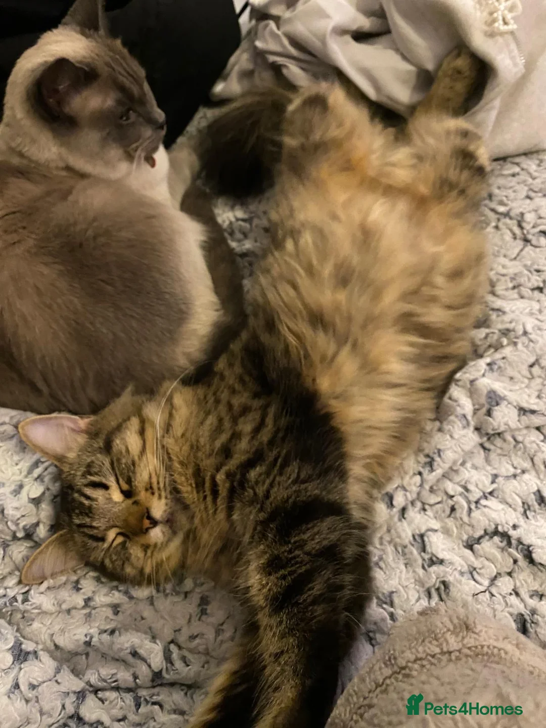 Mixed Breed cats for sale: Beautiful long haired domestic girl  - Advert 3