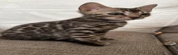 Bengal cats for sale: Bengal kittens in Liverpool - Advert 9