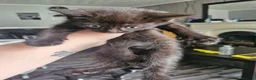Mixed Breed cats for sale: 4 kittens black and black / white - Advert 13
